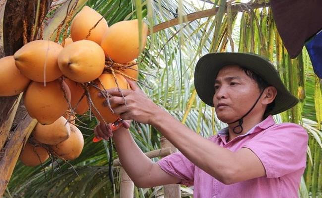 Do ưu điểm về ngoại hình lẫn chất lượng nên loại dừa này đang rất được thị trường ưa chuộng. Trong ngày thường, giá dừa trung bình rơi vào khoảng 20.000 – 30.000 đồng/trái. Vào dịp lễ tết, dừa hai màu có giá rất cao, từ 50.000 - 150.000 đồng/trái.