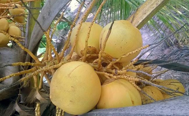 Mỗi buồng dừa Adona cho từ 10 – 20 quả. Nếu buồng ít quả thì mỗi quả nặng khoảng 1.4 –1.7kg, nếu buồng nhiều quả thì trọng lượng mỗi quả khoảng 1.1 – 1.3kg.