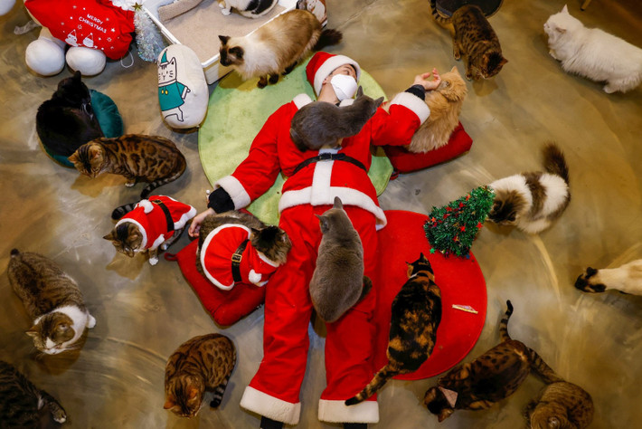 Một thanh niên hóa trang thành ông già Noel đang nằm chơi với những chú mèo trong một cafe thú cưng tại Seoul (Hàn Quốc). Năm nay, hình ảnh những Santa Claus che kín gương mặt bằng khẩu trang thay vì bộ râu trắng dần đi từ lạ lẫm đến quen thuộc.