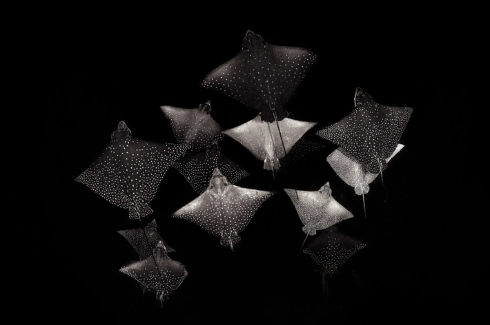 br/> Ảnh đoạt giải cao nhất ở hạng mục trắng - đen là bức Contellation of Eagle Ray của Henley Spiers từ Anh. Ảnh chụp một đàn cá ó sao (Aetobatus narinari) ở Maldives. Ảnh: Henley Spiers.