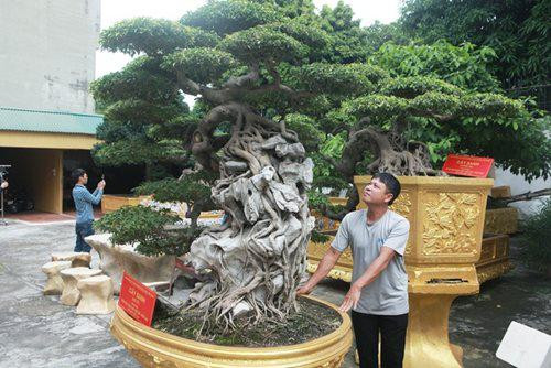 Cặp sanh cổ dáng thác đổ, dáng huyền có giá lên đến 10 tỷ đồng được chị Ngô Thị Thu (TP.Việt Trì, Phú Thọ) coi như báu vật.