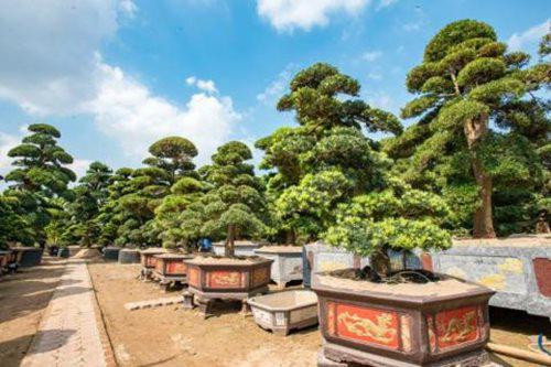 br/> Những cái tên như Phong Vân Thập Toàn, Thiên Long Vũ Hội, Nguyệt Quế Tam Đa Phúc Lộc Thọ, của vợ chồng đại gia này làm mưa làm gió tại các cuộc triển lãm cây cảnh trong và ngoài nước nhiều năm qua.