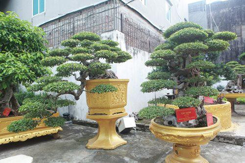 “Những cây dáng huyền hay “thác đổ” đều được các nghệ nhân xưa nuôi trồng, tạo tác trong chậu từ nhỏ thuộc những gia đình giàu có ngày xưa nên họ coi cây như “báu vật” trong nhà. Chính vì vậy, có tiền chưa chắc đã mua được”, nữ đại gia chia sẻ với Dân Trí.