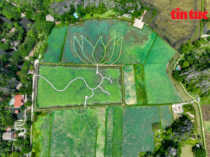 Đầm sen Vân Long (cạnh khu du lịch Hang Múa, tỉnh Ninh Bình) có diện tích lên tới 1 ha.
