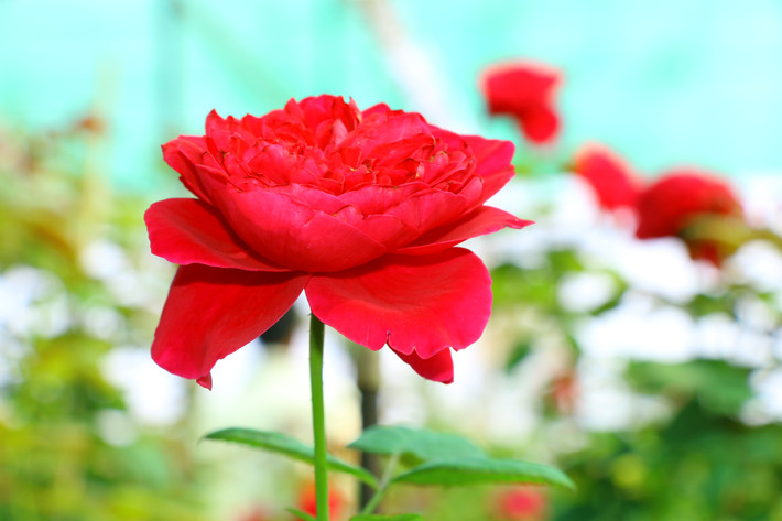 Cũng bởi vậy mà họ thành công trong sự nghiệp, kiếm về khoản tiền đủ tiêu xài. Người sinh vào ngày Âm lịch này có số mệnh sung túc, càng về sau càng phú quý đủ đầy. Không những thế, họ còn có được những đứa con ngoan ngoãn, giỏi giang, có nhiều triển vọng trong tương lai.