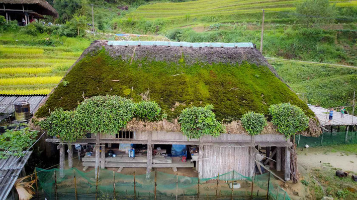 Nơi đây có khí hậu mát mẻ quanh năm, sương mù kết hợp độ ẩm cao tạo nên những mái lá với lớp rêu xanh độc đáo. Ảnh: Nhóm Hà Giang Trẻ