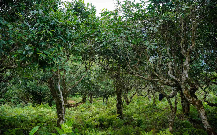 Đến với Xà Phìn, du khách còn được cùng bà con trải nghiệm hái chè, tham gia vào các công đoạn sản xuất chè shan tuyết. Ảnh: Nhóm Hà Giang Trẻ