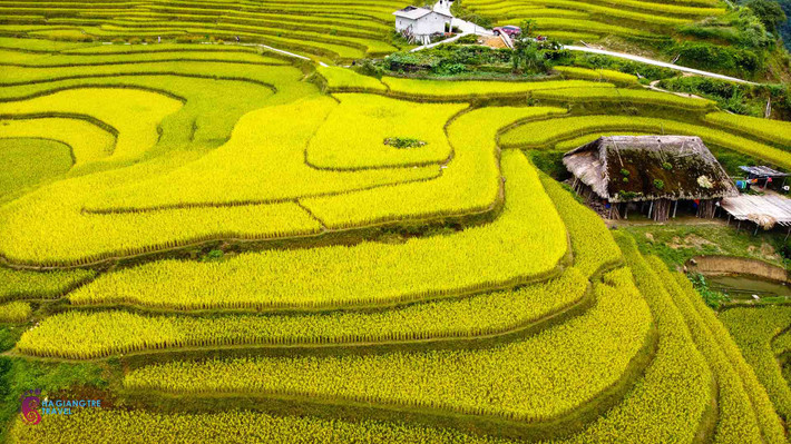 Thu sang, những thửa ruộng bậc thang tại Xà Phìn sẽ được khoác lên mình tấm áo mới vàng óng ả của những cánh đồng lúa trĩu vàng tạo nên bức tranh thiên nhiên tương đẹp. Ảnh: Nhóm Hà Giang Trẻ