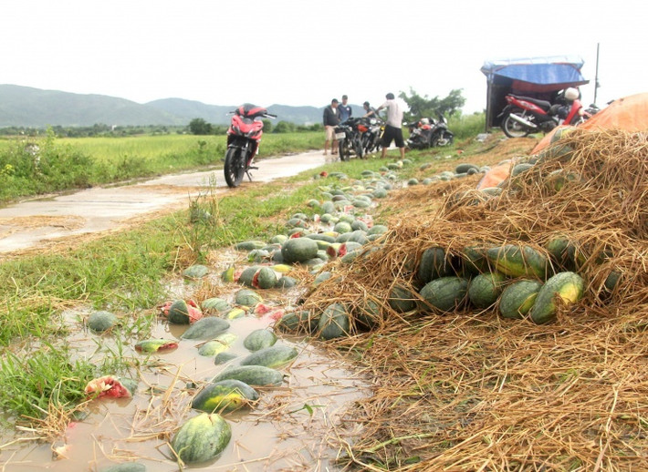 Thời điểm phóng viên Tiền Phong có mặt, cơn mưa lớn đổ về, ông Dũng lại phải vun đất cao để nước không ngập đống dưa vừa gom lại chờ thương lái tới mua.