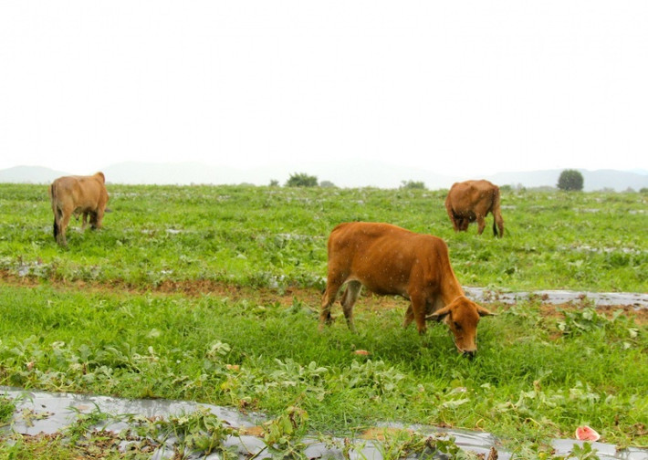 Lượng mưa lớn, dài ngày không chỉ khiến dưa hấu nhanh chín, mà còn gây cháy lá, khó đậu quả.