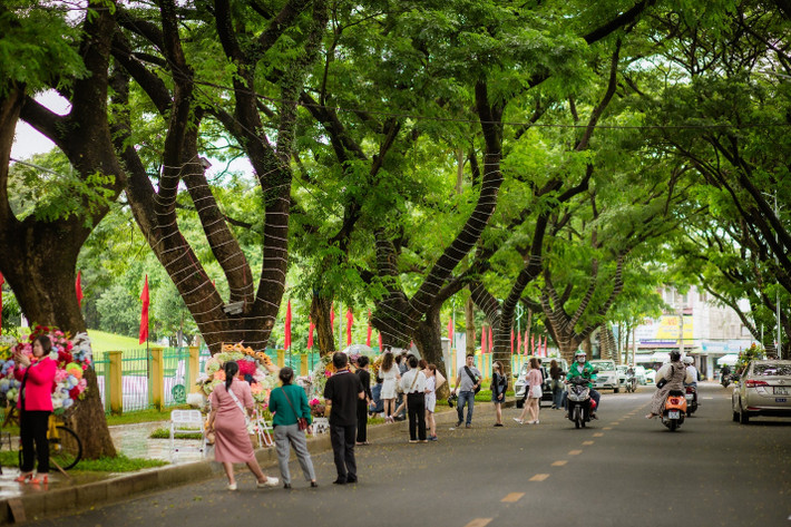 Người dân ngắm nhìn hàng cây me cổ hai bên đường Phan Đình Giót để chuẩn bị cho mình một bức hình đẹp nhất (ảnh: Đại Đậu).