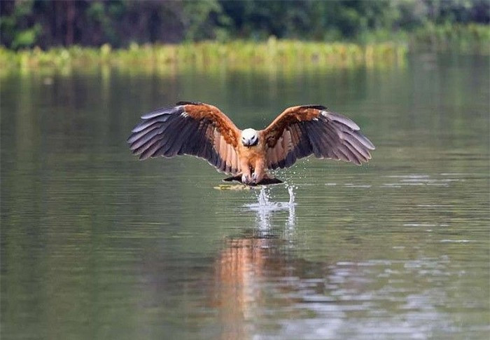 Diều hâu cổ đen bắt cá ở Mato Grosso, Brazil. (Nguồn: MSN)