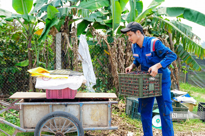 Thời điểm hiện tại, giá đổ buôn dâu tằm ở mức 15.000 - 20.000 đồng/kg, giá bán lẻ dao động 30.000 - 50.000 đồng/kg, cao hơn so với năm 2022 từ 3.000 - 5.000 đồng/kg.