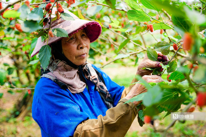 "Dâu tằm khi chín cần thu hoạch nhanh, nếu không sẽ chín quá và rụng. Thời điểm này, 70 gốc dâu trong vườn gia đình tôi đều đang chín rộ. Vào chính vụ, để hái kịp số lượng giao cho lái buôn, gia đình có ngày quên cả ăn trưa", bà Xoan nói.