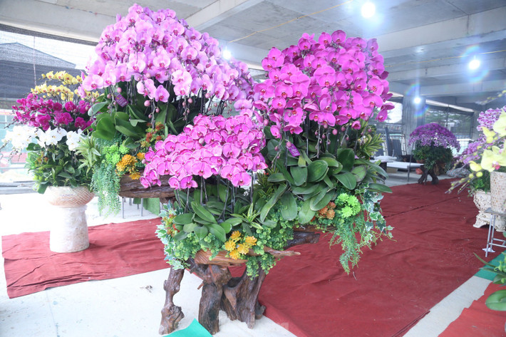 Để mẫu mã đa dạng, chủ cửa hàng đã mua thêm những khúc gỗ sần sùi về chế tác rồi gắn hoa lan lên, tạo thành những bình hoa lớn, độc, lạ.