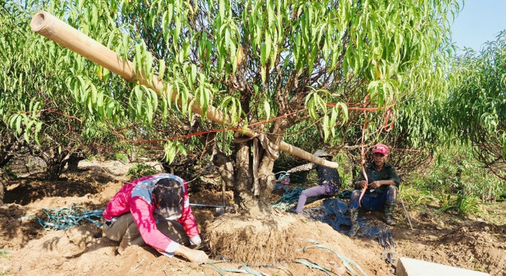 Thu nhập của những người đánh gốc đào được tính theo cây: đánh cây nhỏ được khoảng 100 nghìn, cây to 150 nghìn; trung bình làm "hết công suất" được hơn 10 cây, khoảng trên dưới 1 triệu đồng/ngày.