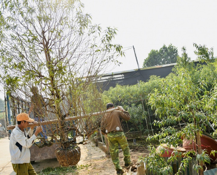Đánh gốc đào thuê là công việc vất vả đòi hỏi người lao động phải có thể lực tốt. Tuy việc này chỉ mang tính thời vụ từ 1 đến 2 tháng cao điểm trước Tết nhưng đem lại nguồn thu đáng kể cho người lao động.