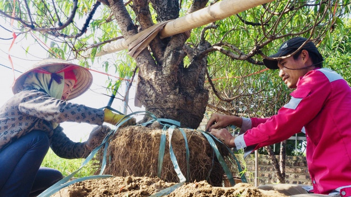 Công việc đánh gốc, di chuyển cây của mọi người thường sẽ bắt đầu từ 6h sáng đến 17h.
