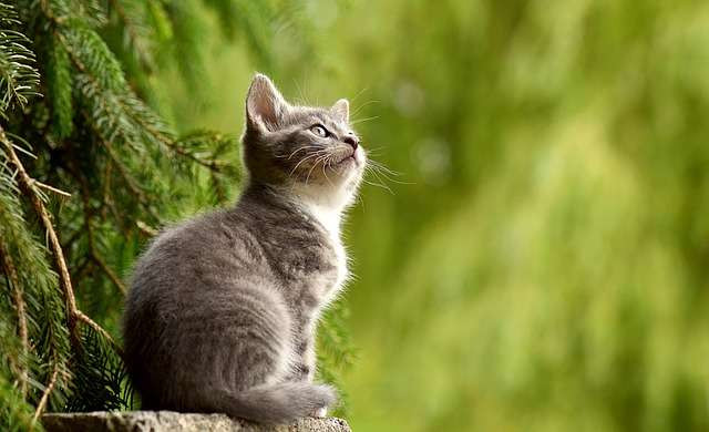 Tuổi Mão. Đối với tuổi Mão, rũ bỏ những khó khăn và cả tiểu nhân quấy phá cản đường, hay những áp lực phải chịu đựng trong năm 2024 trước đó, bản mệnh có con đường tài lộc suôn sẻ hanh thông, tài lộc cứ thế ùn ùn đổ vào nhà.