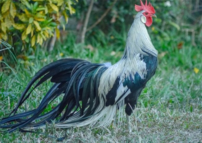 Giống gà Onagadori hay còn được biết tới dưới cái tên là gà đuôi dài hay Vĩ trường kê. Đây là giống gà vốn có nguồn gốc vào thời kỳ Edo của Nhật Bản, sau này được các quốc gia Đông Nam Á nhập khẩu về để lai tạo, từ đó tạo nên những giống gà đẹp đẽ như ngày nay. Điểm độc đáo nhất của giống gà Onagadori đến từ chính bộ lông đuôi của chúng. Bộ lông đuôi của chúng có thể dài ra từ 7 đến 10cm mỗi tháng và mọc dài ra cho đến suốt đời. Nhờ đó mà mỗi chú gà Onagadori trưởng thành đều sở hữu bộ lông đuôi dài hàng mét.