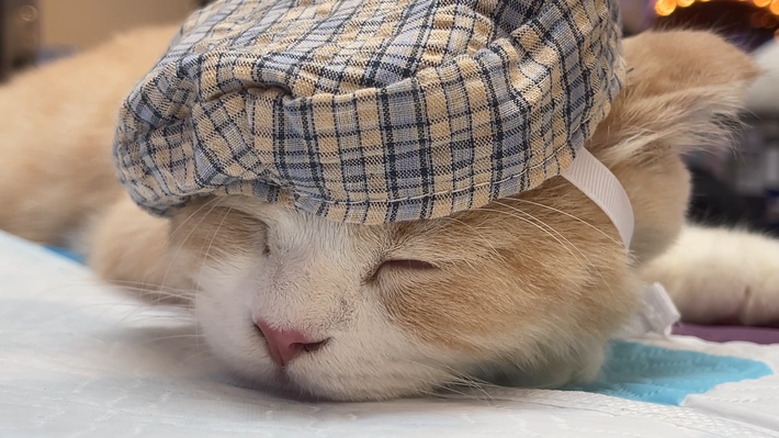 Người tuổi Mão nâng cao hiệu suất làm việc thì sự nghiệp càng rộng mở và được cấp trên công nhận. Chuyện thăng tiến trong công việc là một sớm một chiều.