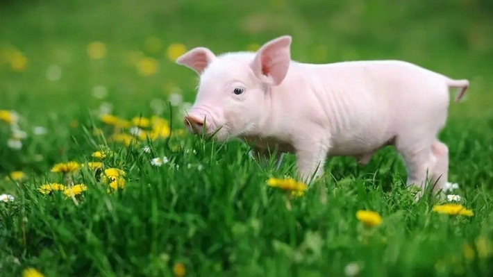 Tuy có lúc lâm họ cũng rơi vào tình huống "lên voi xuống chó" nhưng người tuổi Hợi sẽ không chùn bước. Họ nhanh chóng được quý nhân soi đường, dẫn lối để vượt qua khủng hoảng.