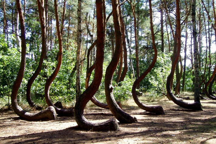 Crooked Forest (Ba Lan): Khu rừng thông có hình dạng uốn cong nằm gần thị trấn Gryfino, Zachodniopomorskie, Ba Lan. Khu rừng có khoảng 400 cây thông được trồng ở làng Nowe Czarnowo vào khoảng năm 1930. Điểm đặc biệt là các cây thông uốn cong 90 độ ở gốc trong khi thân cây mọc thẳng đứng và mỗi cây đều cong về hướng bắc. Ảnh: TripAdvisor.