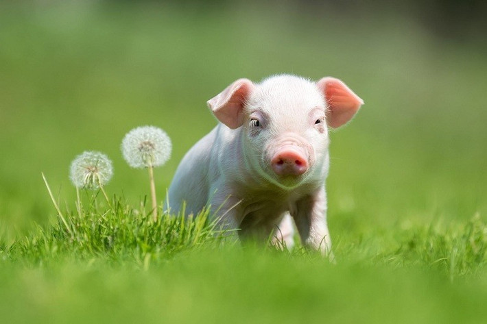 Chính vì vậy, tuổi Hợi được hưởng nhiều phước lành trời ban, luôn có quý nhân phù trợ. Dù không có nhiều tham vọng nhưng bản mệnh vẫn luôn cố gắng phấn đấu vì cuộc sống ổn định.