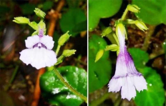 Mỹ nhụy răng cưa có tên khoa học là Deinostigma serratum F.Wen, L.N.Tuan & D.Dien thuộc họ Tai voi (Gesneriaceae). Nó được phát hiện ở Khu Bảo tồn Phong Điền (Thừa Thiên - Huế).