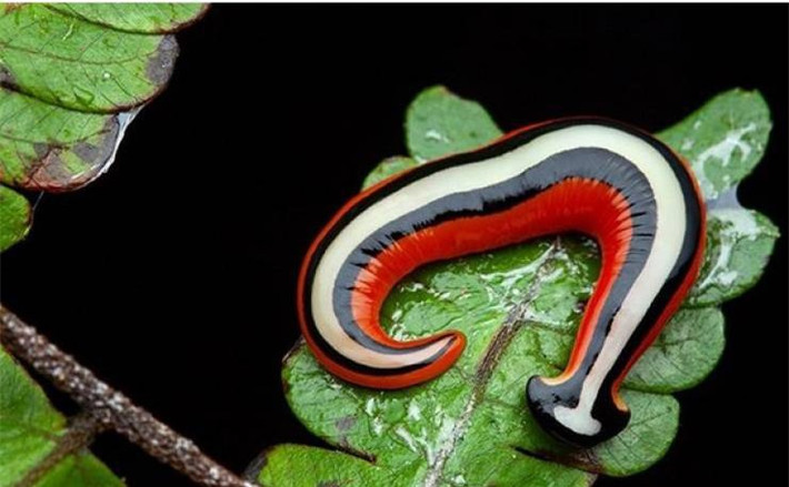 Một con sâu sặc sỡ sắc màu được tìm thấy ở đảo Borneo.