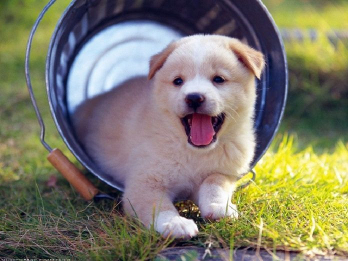 Tuy vậy, tính cách họ khá nóng nảy lại không giỏi ăn nói nên dễ làm mất lòng người khác. Con giáp này phù hợp với những công việc đòi hỏi sự cẩn thận, tỉ mỉ và độc lập.