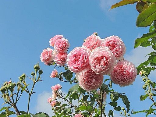 Tháng 6 Âm lịch. Tháng 6 Âm lịch còn được gọi là tháng trung tâm. Những người sinh vào tháng Âm lịch này thuộc về thổ, thổ có thể kiếm tiền và trở nên giàu có.