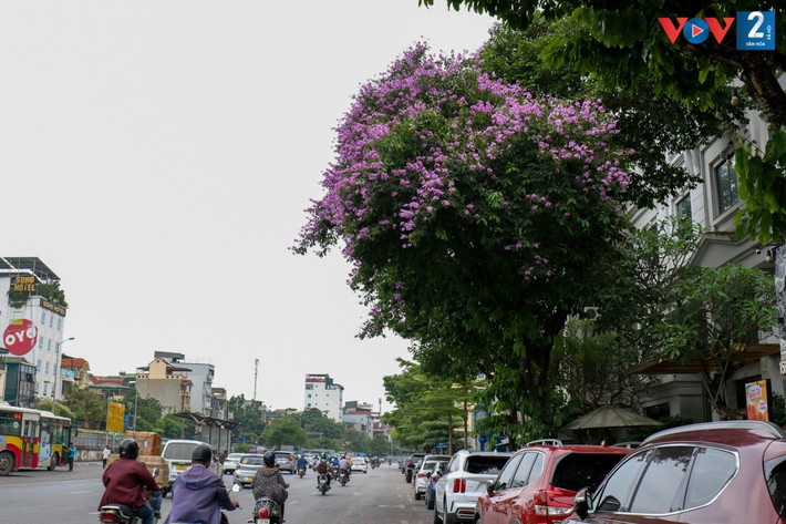 Những ngày đầu hạ, đi dưới những hàng cây bằng lăng khoe sắc, bỗng cảm thấy tâm hồn thư thái, bình yên đến lạ.