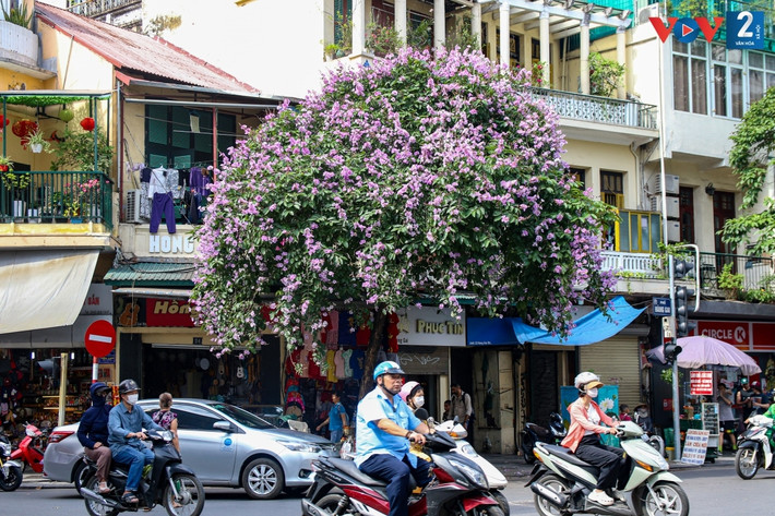 Bằng lăng tím bên góc nhà nhỏ xinh trên phố cổ Hà Nội.