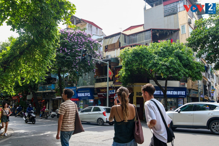 Màu tím bằng lăng dường như làm cho đường phố thêm thơ mộng, vơi đi phần nào những ồn ào nơi phố thị./.