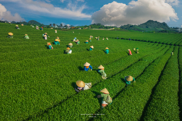 Những tháng hè, du khách tới Mộc Châu có thể chiêm ngưỡng khung cảnh thu hoạch chè nhộn nhịp của bà con nông dân, công nhân nông trường. Trung tuần tháng 7, nhiếp ảnh gia Hoàng Dưỡng (Hà Nội) đến Mộc Châu để sáng tác bộ ảnh thu hoạch chè. Địa điểm anh Dưỡng lựa chọn là Tiểu khu mía đường - Đồi chè trái tim, cách trung tâm thị trấn khoảng 7km.