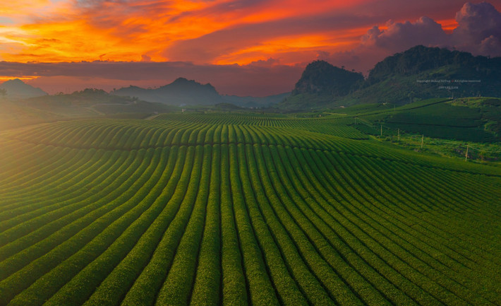 Cao nguyên Mộc Châu là vùng đất được thiên nhiên ưu đãi với điều kiện thổ nhưỡng và khí hậu rất thích hợp cho cây chè phát triển. Hiện nay, huyện Mộc Châu có trên 2.100 ha chè, sản lượng búp tươi hàng năm đạt trên 25.000 tấn. Cùng đó, có trên 10 công ty, doanh nghiệp, nhà máy chế biến chè búp tươi, với công suất khoảng 300 tấn/ngày; giải quyết việc làm cho trên 3.000 hộ dân vùng nguyên liệu và khoảng 600 người lao động thường xuyên trong các công ty, doanh nghiệp.
