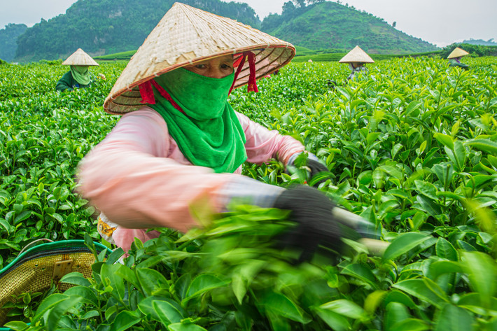 Hai thời điểm phù hợp nhất để chụp đồi chè là giữa tháng 3 đến giữa tháng 4 và giữa tháng 7 đến giữa tháng 8 hằng năm - khi búp non đâm chồi, đồi chè thay màu áo mới mơn mởn sức sống.