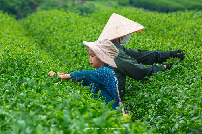 Hiện Mộc Châu đã xây dựng quy hoạch bảo tồn các khu đồng cỏ, đồi chè để phục vụ du lịch.