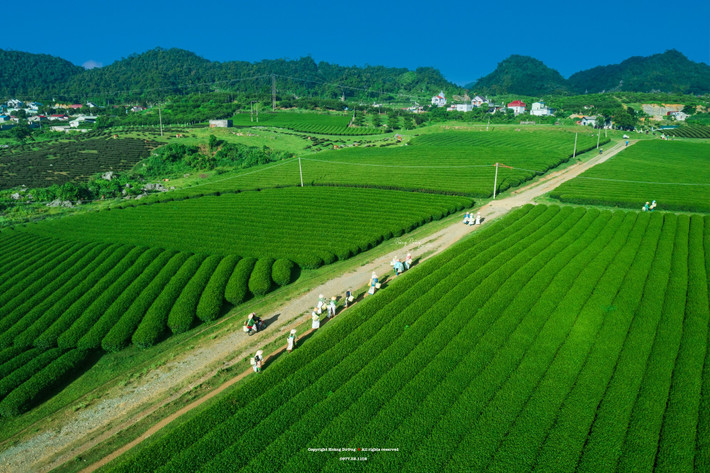 “Khác hẳn sự động đúc và tấp nập ở khu vực trung tâm huyện, nơi đây mang nét đẹp bình yên, nhẹ nhàng, lãng mạn. Tôi tới Mộc Châu rất nhiều lần nhưng đây là lần đầu tận mắt chiêm ngưỡng người dân hái chè nhộn nhịp tới vậy”, anh Dưỡng cho hay.