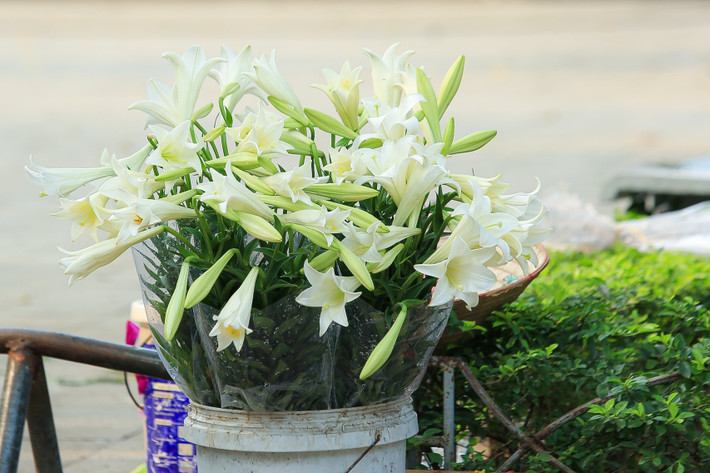 Ở Hà Nội, hoa loa kèn thường được trồng ở các làng hoa như Tây Tựu, Quảng Bá, Nhật Tân… Theo những người bán hoa, thời điểm này, loa kèn chủ yếu là giống “kèn ta”: bông nhỏ và ngắn nhưng khi nở, cánh hoa lại chuyển sang màu trắng muốt, toả hương thơm dịu dàng.
