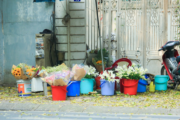 Theo tiểu thương, năm nay, giá hoa loa kèn đầu vụ rẻ hơn so với nhiều năm trước. Hiện tại, giá hoa loa kèn chỉ giá 50.000 đồng một bó gồm 10 bông”.