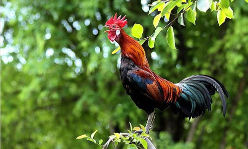 Với tài năng, kinh nghiệm, dù ở lĩnh vực nào con giáp tuổi Dậu cũng sẽ phát huy hết tiềm năng, làm ăn gặp nhiều may mắn. Nhưng con giáp này nên nhớ rằng làm gì cũng nên cẩn trọng từng bước, tính toán kỹ lưỡng. * Thông tin trong bài chỉ mang tính chiêm nghiệm, tham khảo