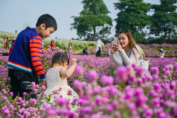 Cánh đồng hoa đặc biệt phù hợp cho những gia đình có con nhỏ, ngại phải di chuyển xa.