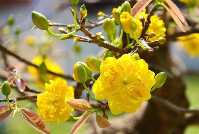 Nếu người miền Bắc "chơi" hoa đào thì người miền Nam có tục chưng hoa mai. Đây là loài hoa tượng trưng cho sự giàu sang, phú quý, được “săn đón” với giá từ 800.000 đồng/ cây nhỏ, tùy vào tuổi của cây mà có những cây được bán với giá hàng chục triệu đồng.