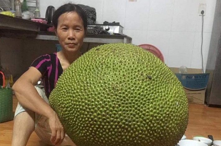 Người dân nơi đây chia sẻ đây là giống mít quý, mất đến gần 3 năm để trồng thử nghiệm. Tính đến hiện tại, mỗi cây đều cho từ 4-6 quả, cá biệt có quả nặng lên tới trên 40kg.