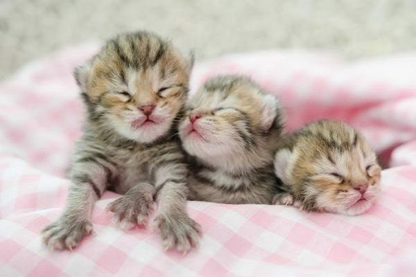 Bé gái sinh vào giờ Mão được dự đoán sẽ cải thiện tài vận cho cả gia đình. Những đứa trẻ sinh vào giờ này được dự đoán là người có tài, học hành giỏi giang, thi cử suôn sẻ. Sau khi tốt nghiệp, họ thường tìm được công việc tốt. Họ được dự đoán sẽ làm nên chuyện nhờ nỗ lực của bản thân và trở thành niềm tự hào của bố mẹ, gia đình.