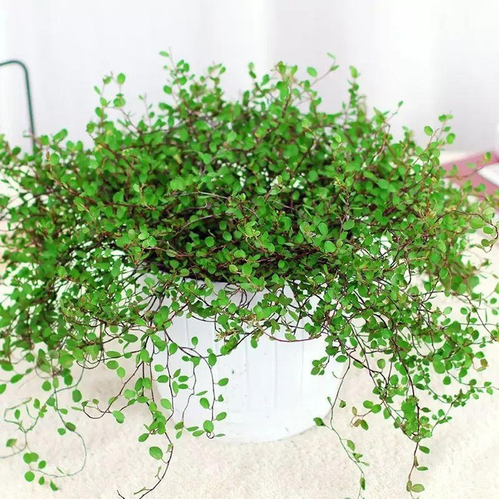 Có nhiều nơi tạo hình vòm cửa, tạo hình con vật, thành các bức tường xanh... rất đẹp mắt. Chắc chắn mái tóc mây xanh mướt, quyến rũ này sẽ thu hút ánh nhìn của mọi người nếu bạn dùng chúng để trang trí cho khu vườn, ban công nhà mình.