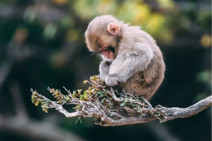 Người làm đầu tư có thể nhận sự ưu ái từ quý nhân, nhận về kết quả tốt đẹp trong công việc. Với sự thông minh, linh hoạt cùng sự chuyên nghiệp trong công việc, tuổi Thân có thể trở thành trụ cột trong các dự án lớn, có vai trò quan trọng tập thể.