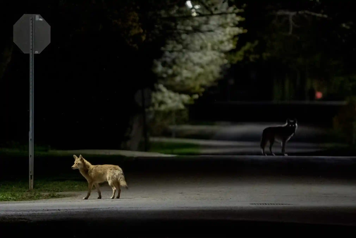 Toàn bộ ảnh là các tác phẩm gửi về cuộc thi Urban Wildlife Photography Awards 2022 (tạm dịch: Cuộc thi ảnh về động vật hoang dã ở đô thị năm 2022). Trong ảnh, tác phẩm giành chiến thắng chung cuộc mang tên "Date Night" (tạm dịch: Hẹn hò đêm).